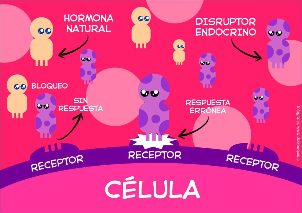 Disruptores Endocrinos a nivel celular infografia Disruptores Endocrinos